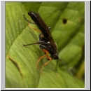 Tenthredo mandibularis  - Blattwespe 02c 12mm.jpg